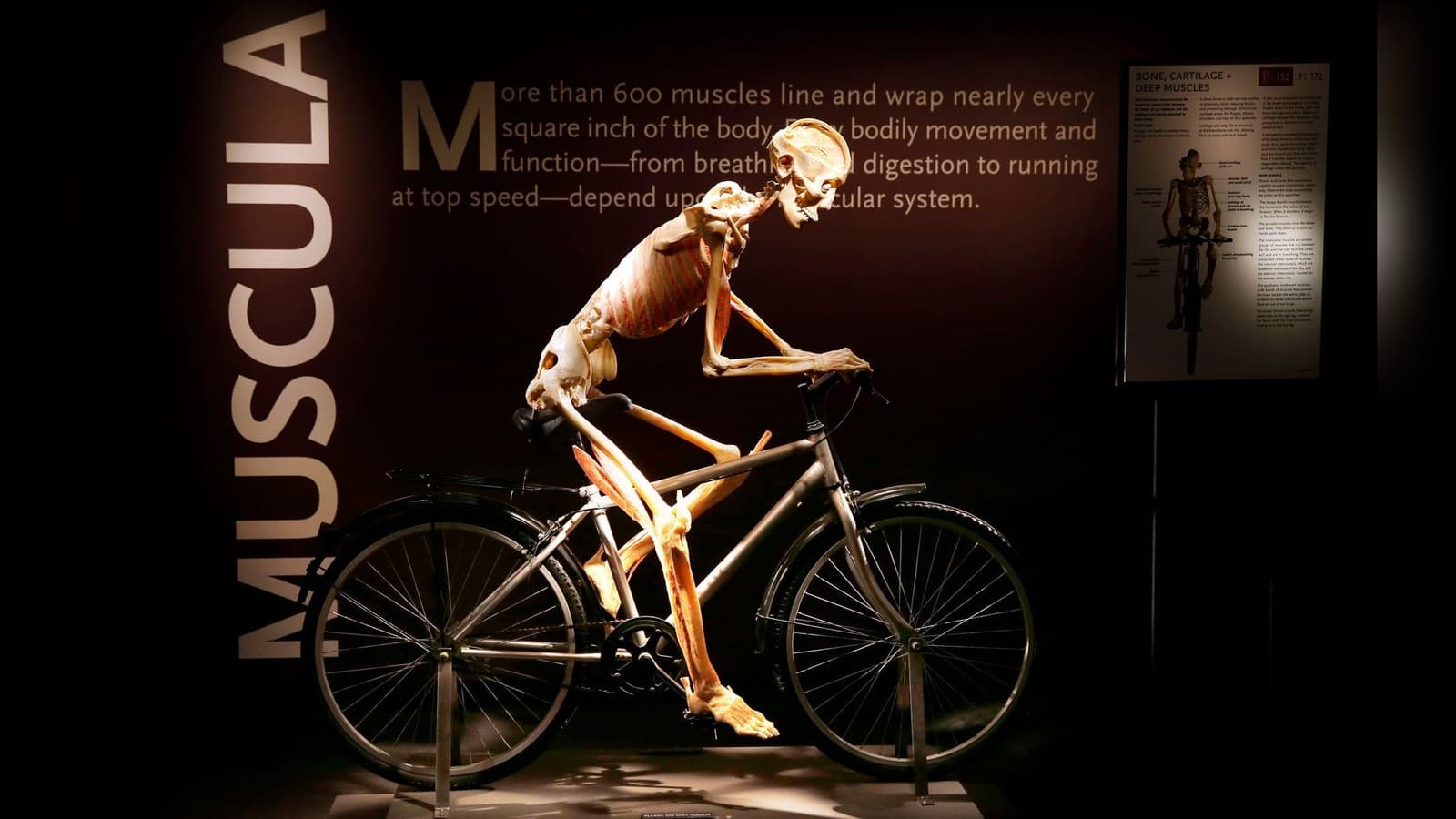 Bodies, the Exhibition